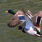 Stockenten beim Abflug