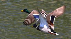 Stockenten beim Abflug