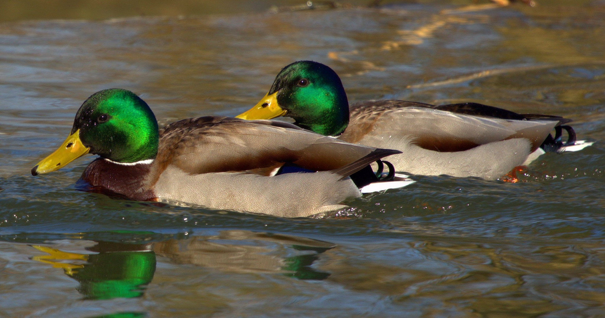 Stockenten