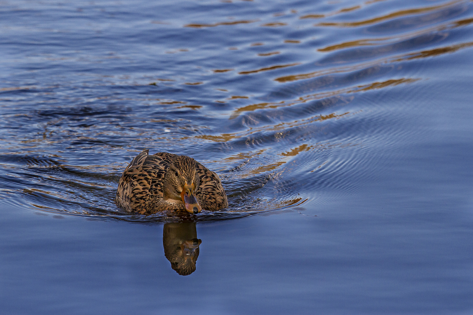 Stockenten-Dame (Anas platyrhynchos)