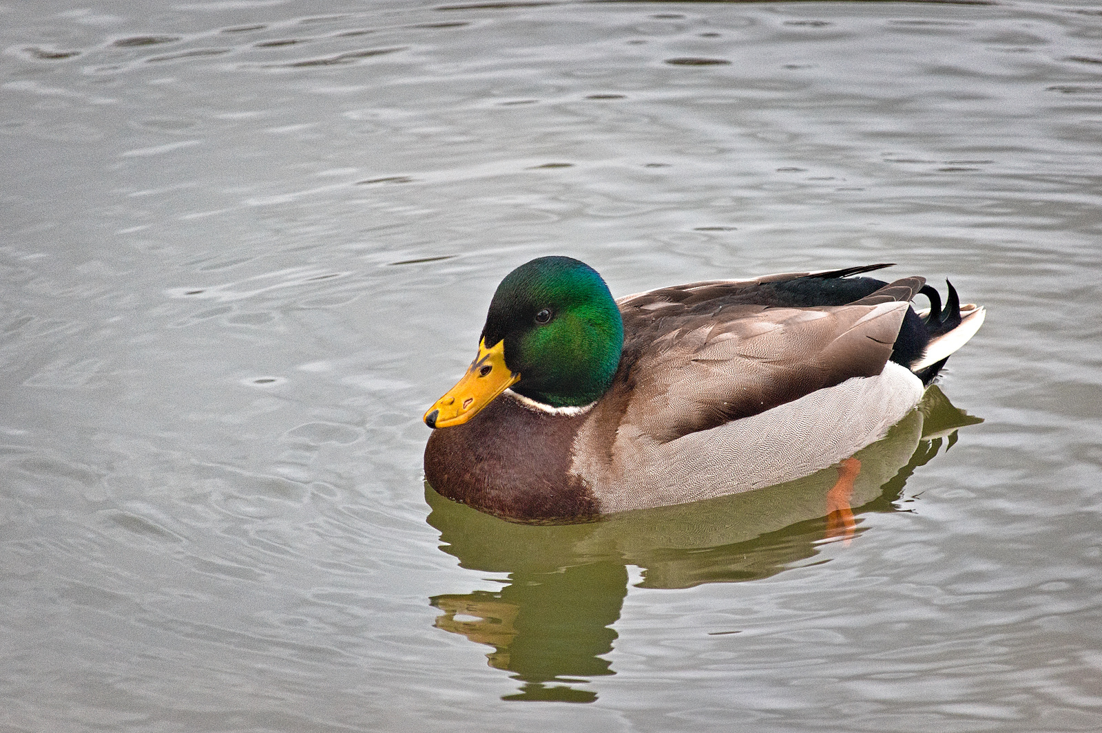 Stockenten Erpel am Alzeyer Weiher