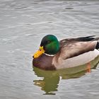 Stockenten Erpel am Alzeyer Weiher