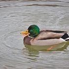 Stockenten Erpel am Alzeyer Weiher