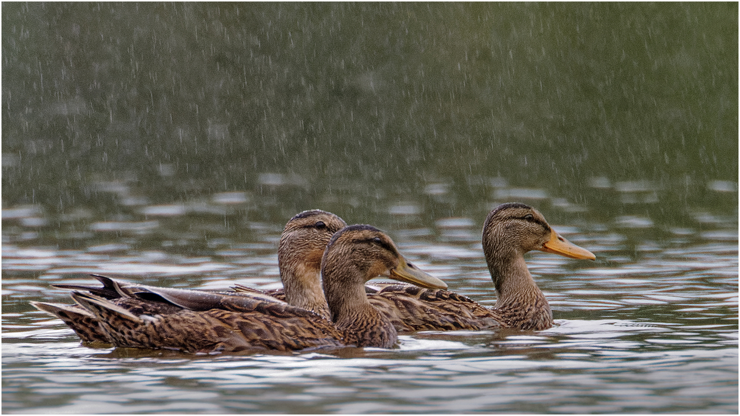 Stockenten Erpel (Anas platyrhynchos