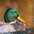 Stockenten-Erpel beim Baden 