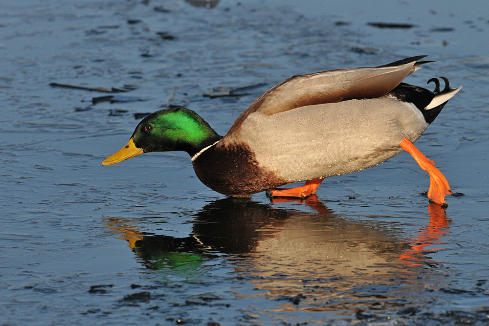 Stockenten – Erpel – Eislauf 01