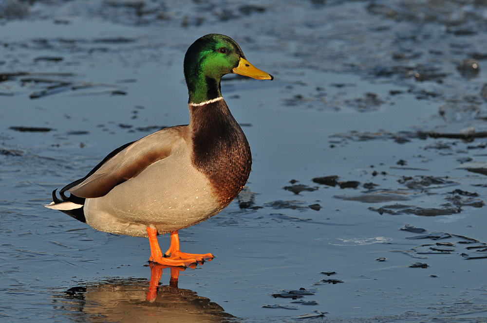 Stockenten – Erpel – Eislauf 02