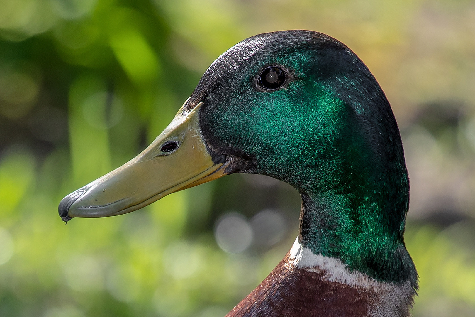 StockentenErpel Foto & Bild tiere, wildlife, wild