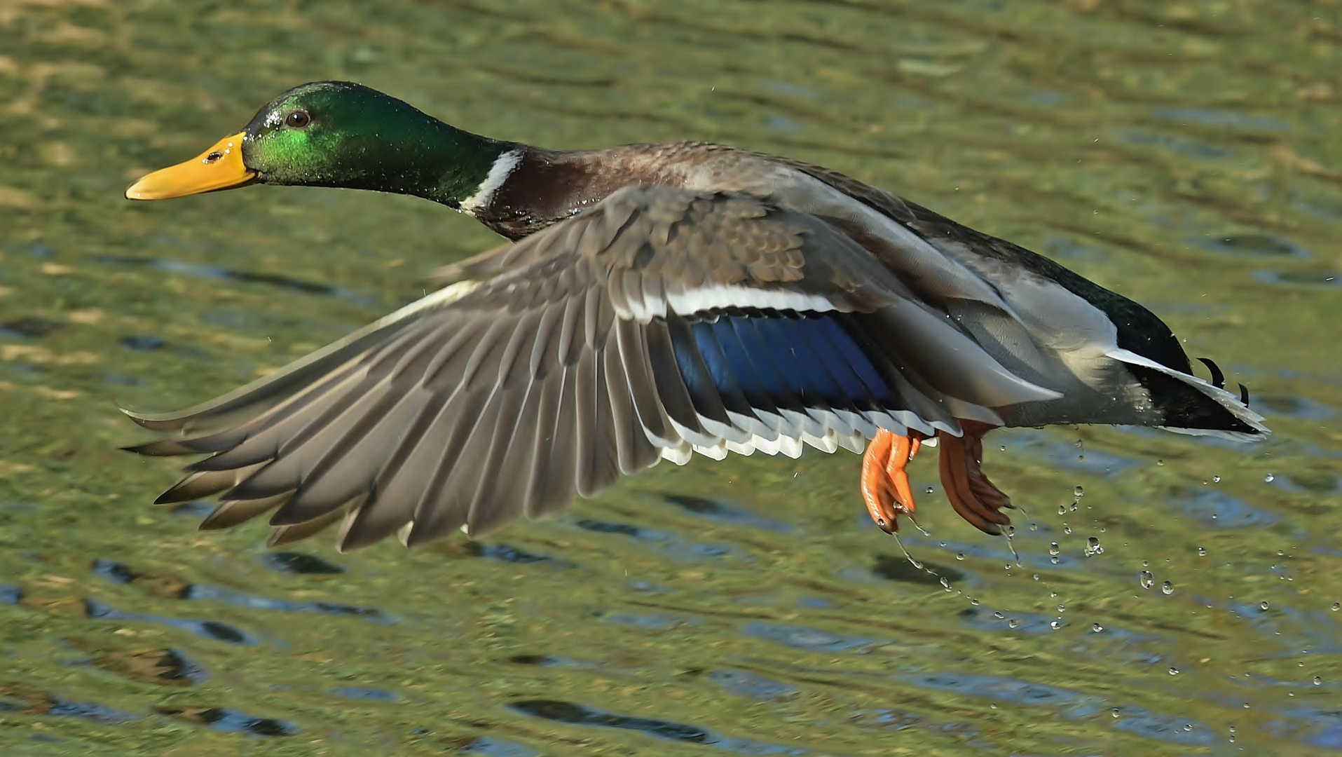 Stockenten Erpel im Aufwind