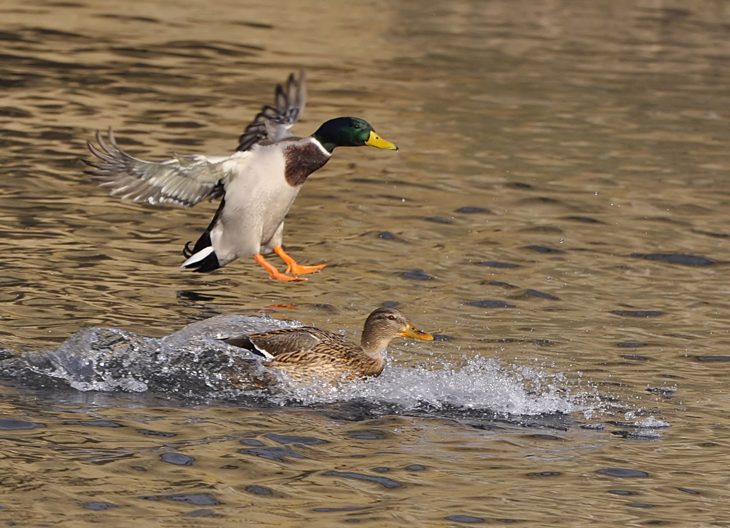 Stockenten (Erpel mit Weibchen)