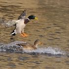 Stockenten (Erpel mit Weibchen)