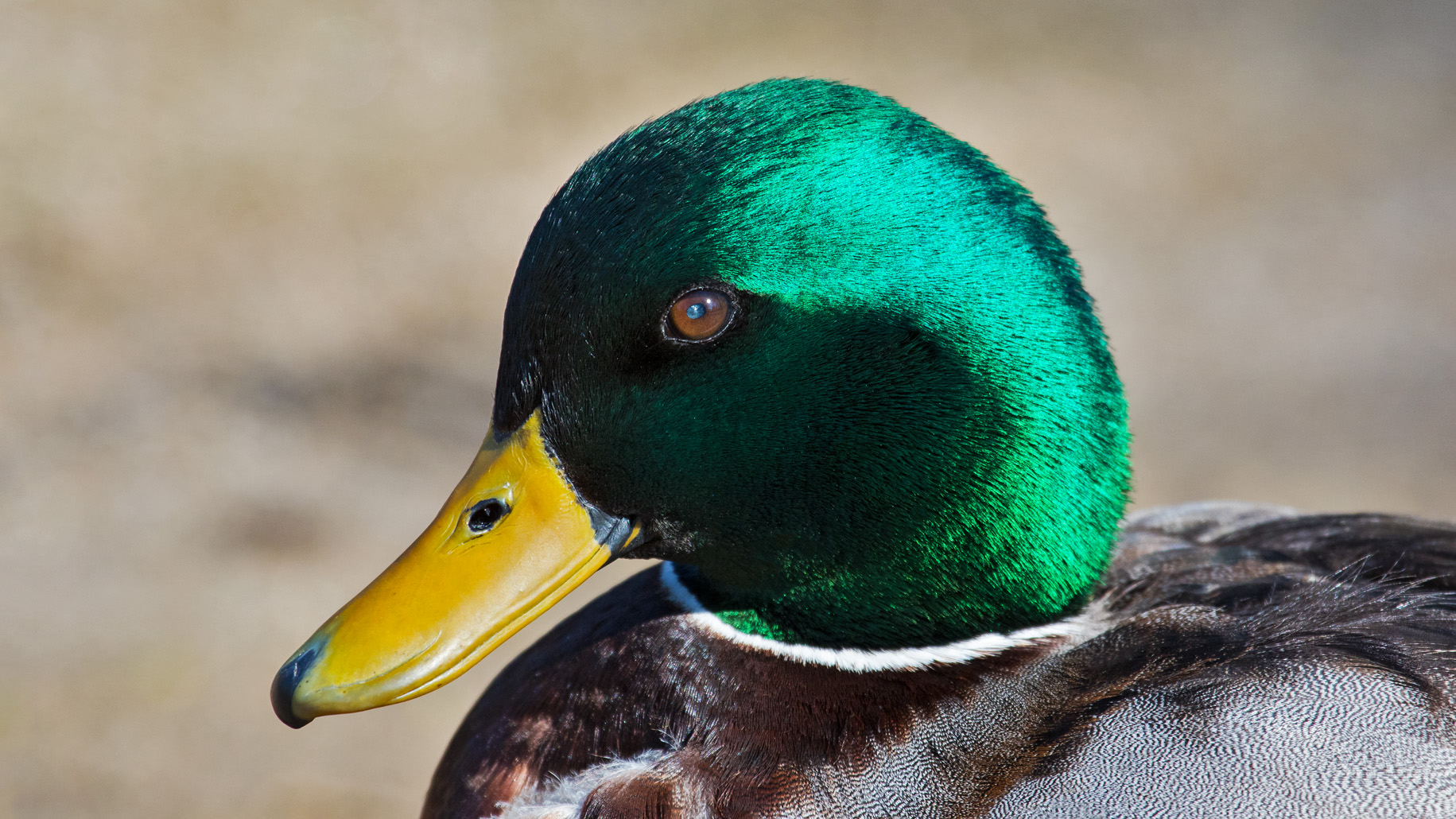 Stockenten Erpel Portrait 