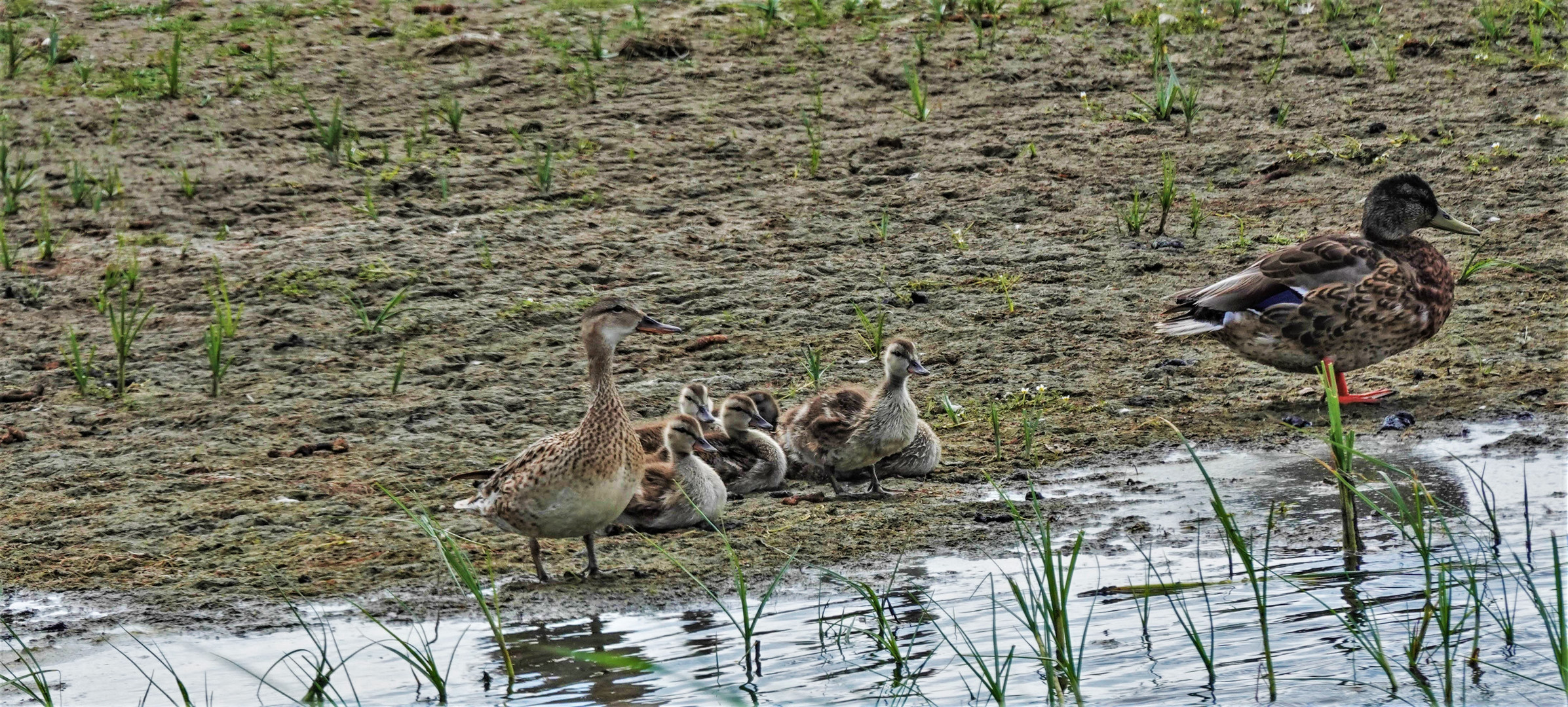 Stockenten Familie