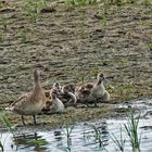 Stockenten Familie