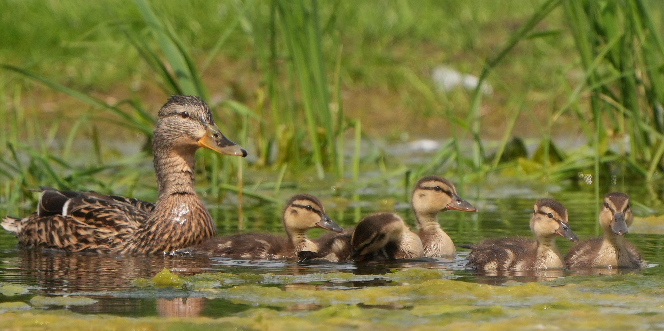 Stockenten Familie.