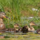 Stockenten Familie.