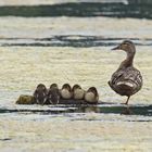 Stockenten-Familie