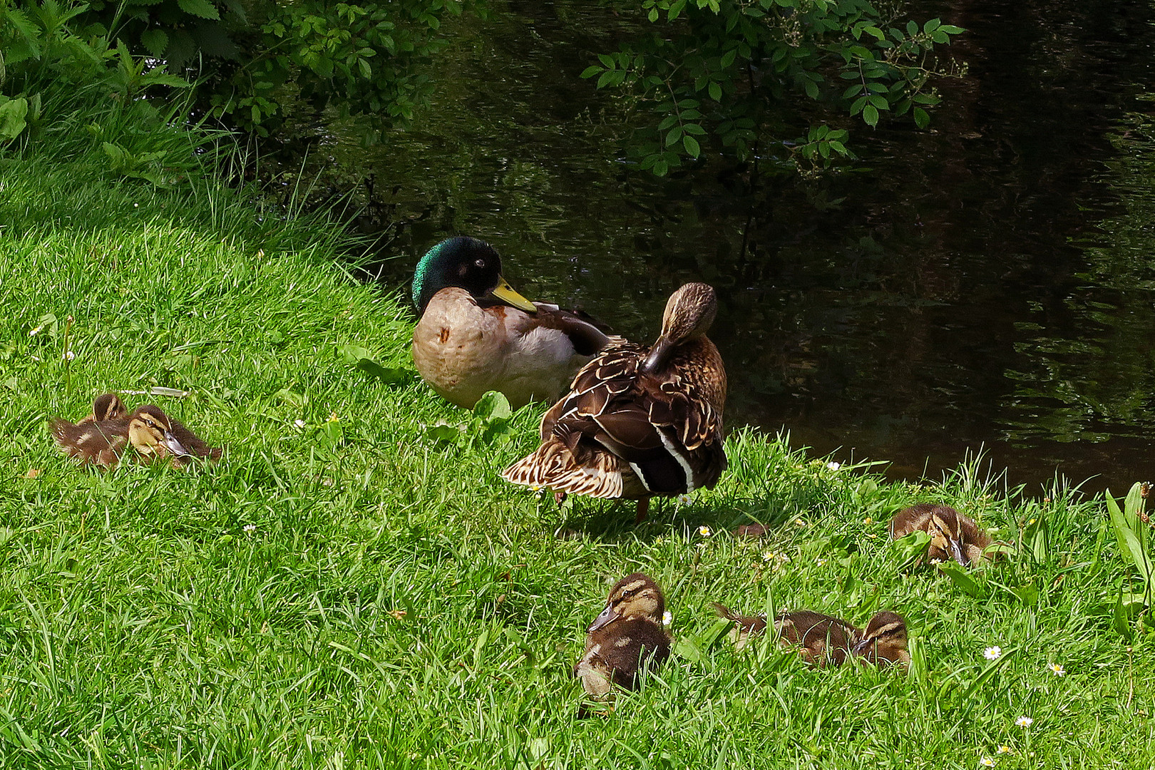 Stockenten-Familie