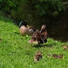 Stockenten-Familie