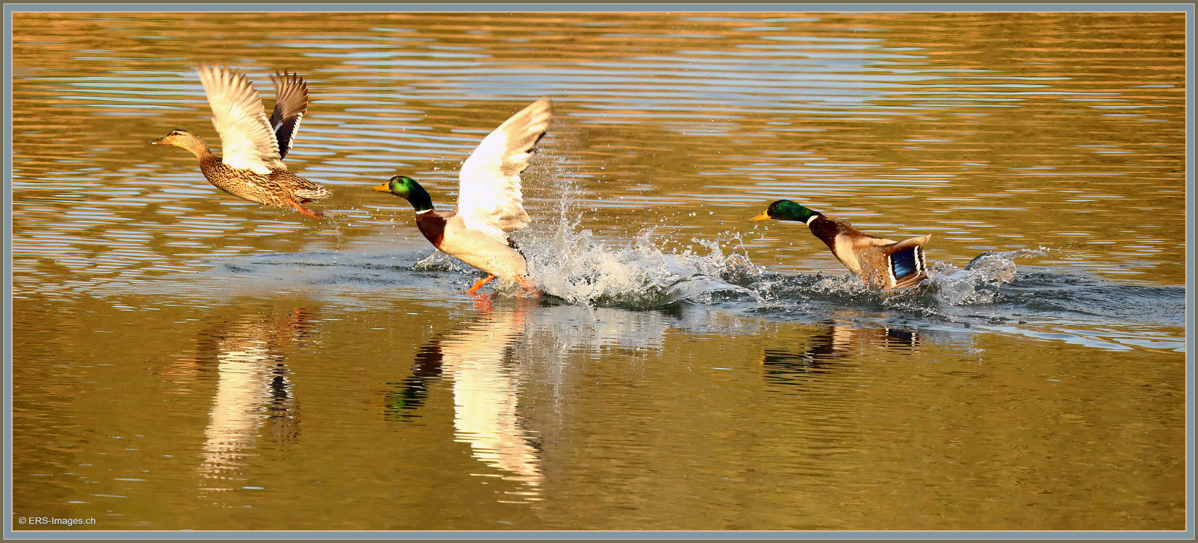 Stockenten, Flachsee, Reuss, Rottenschwil 2023-04-14 898 (3)-V ©