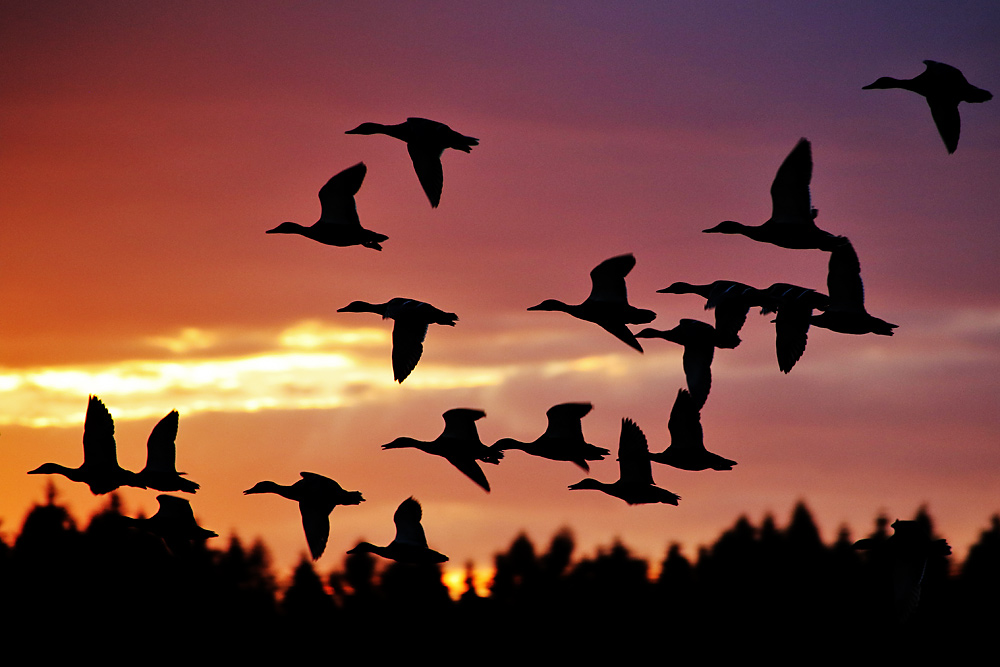 Stockenten-Flugstudien bei Abendrot