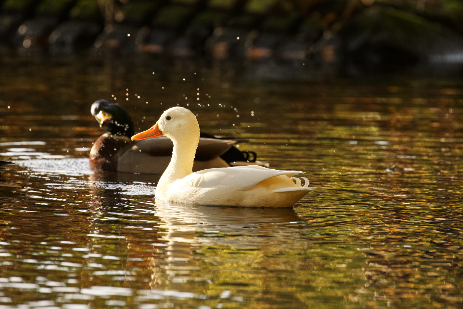 Stockenten Hybrid 