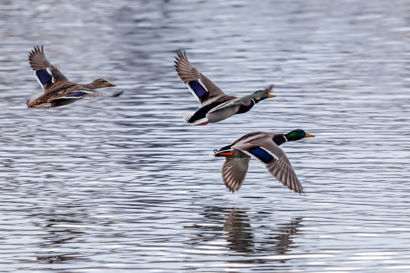 Stockenten im Anflug