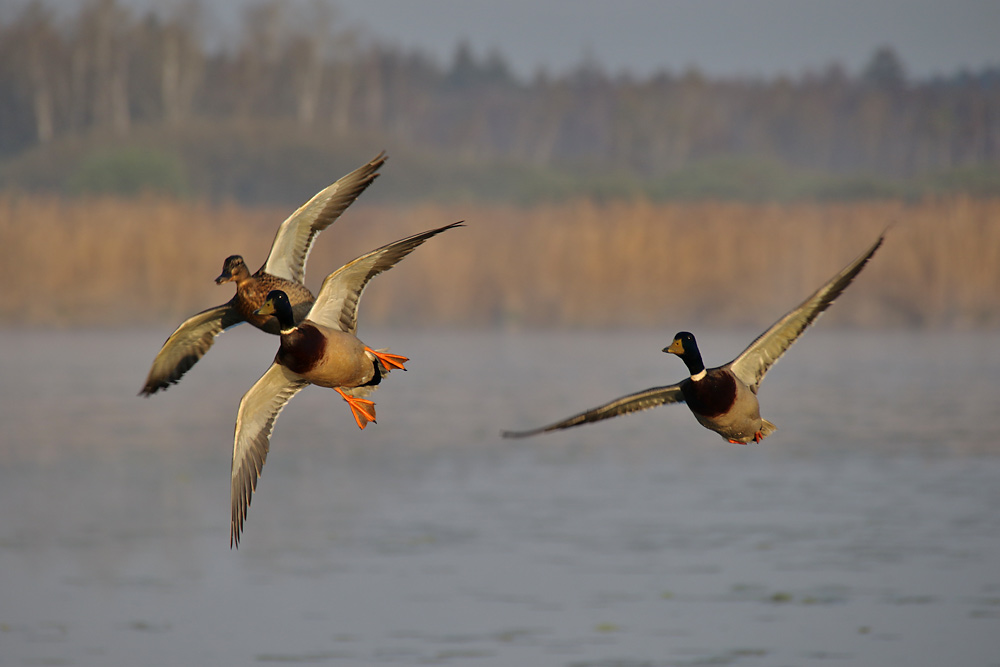 Stockenten im Anflug