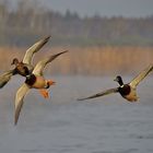 Stockenten im Anflug