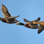 Stockenten im Anflug