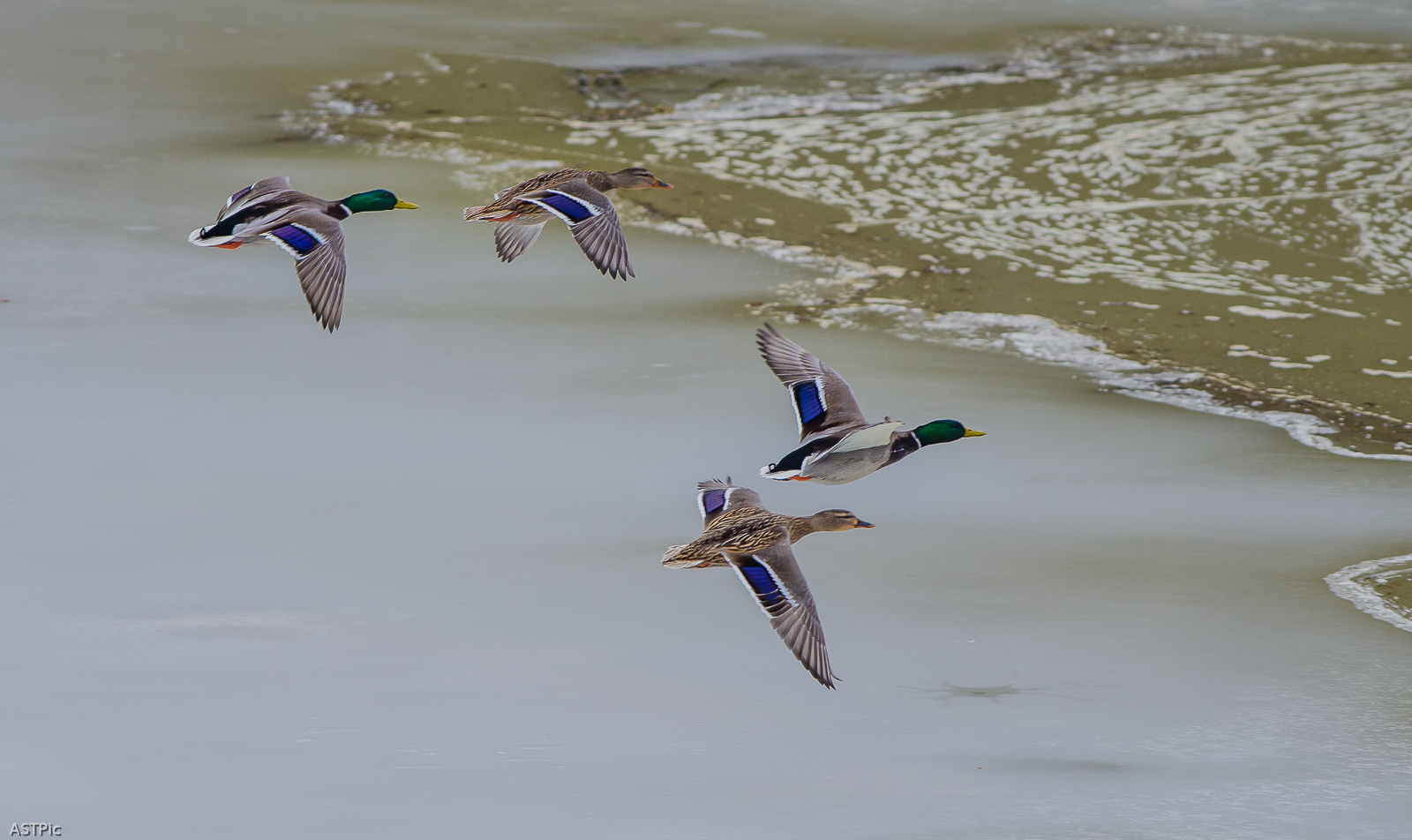 Stockenten im Anflug