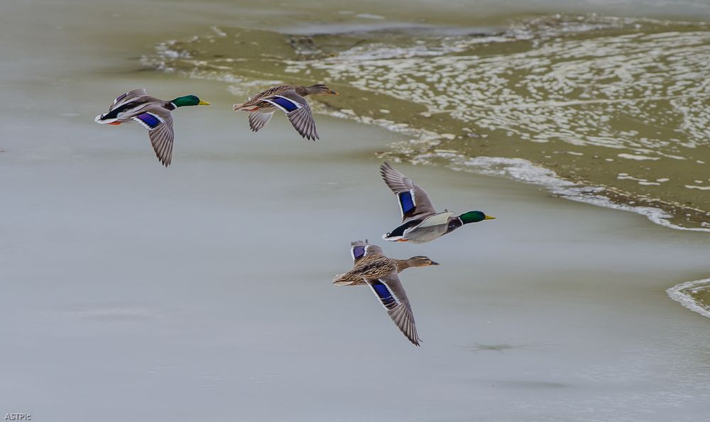 Stockenten im Anflug