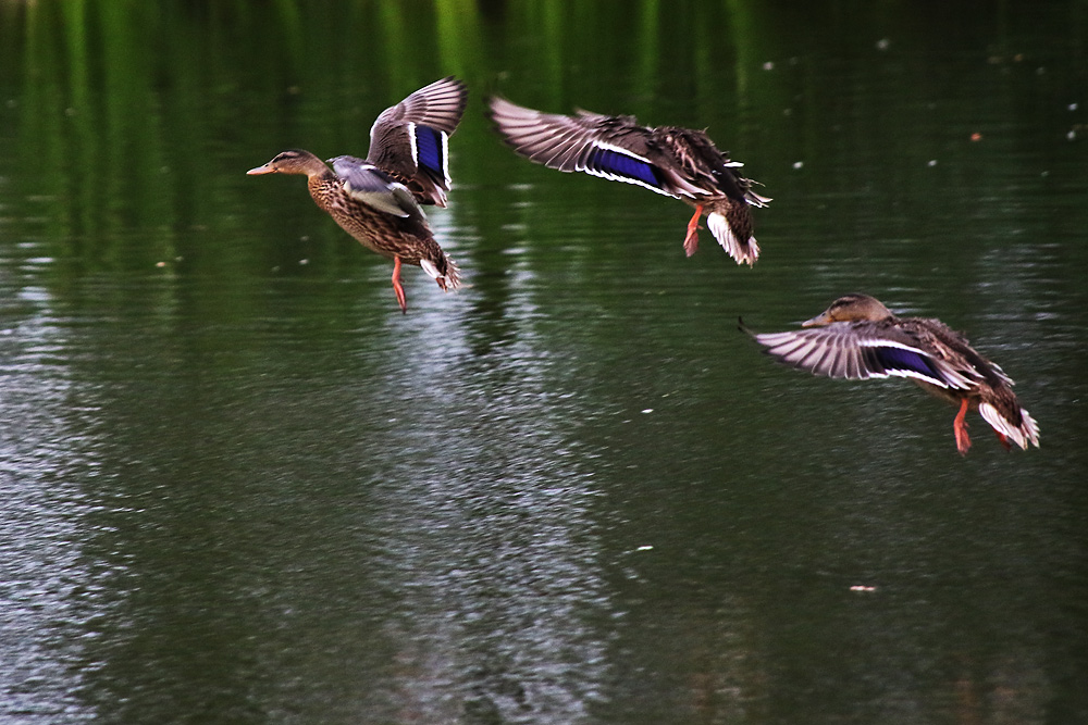 Stockenten im Anflug auf das Wasser