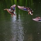 Stockenten im Anflug auf das Wasser