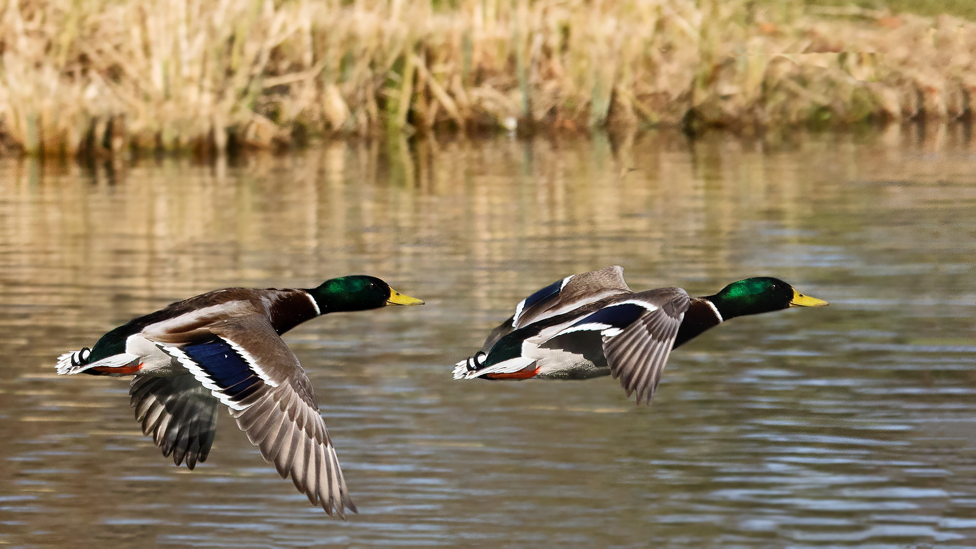 Stockenten im Flug 001