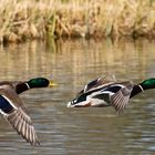 Stockenten im Flug 001