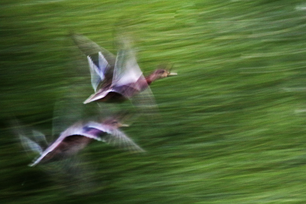 Stockenten im Flug