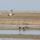 Stockenten im Flug