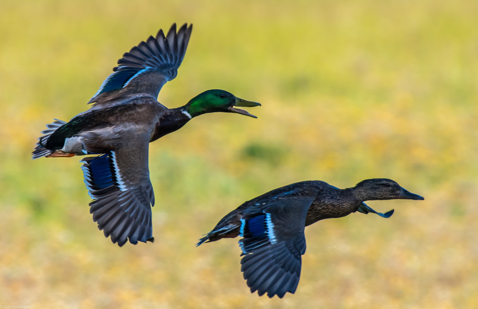 Stockenten im Flug