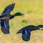 Stockenten im Flug