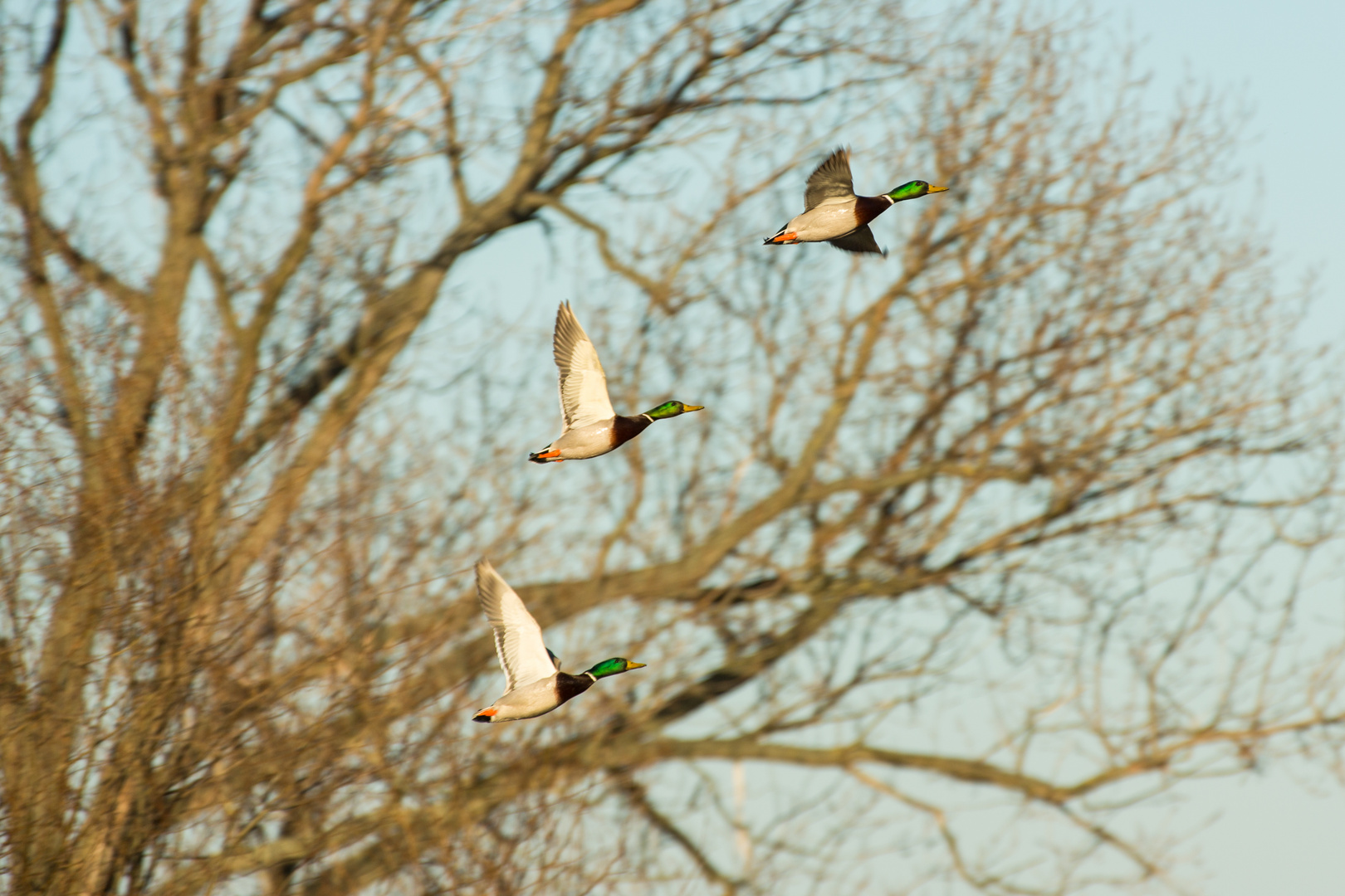 Stockenten im Flug