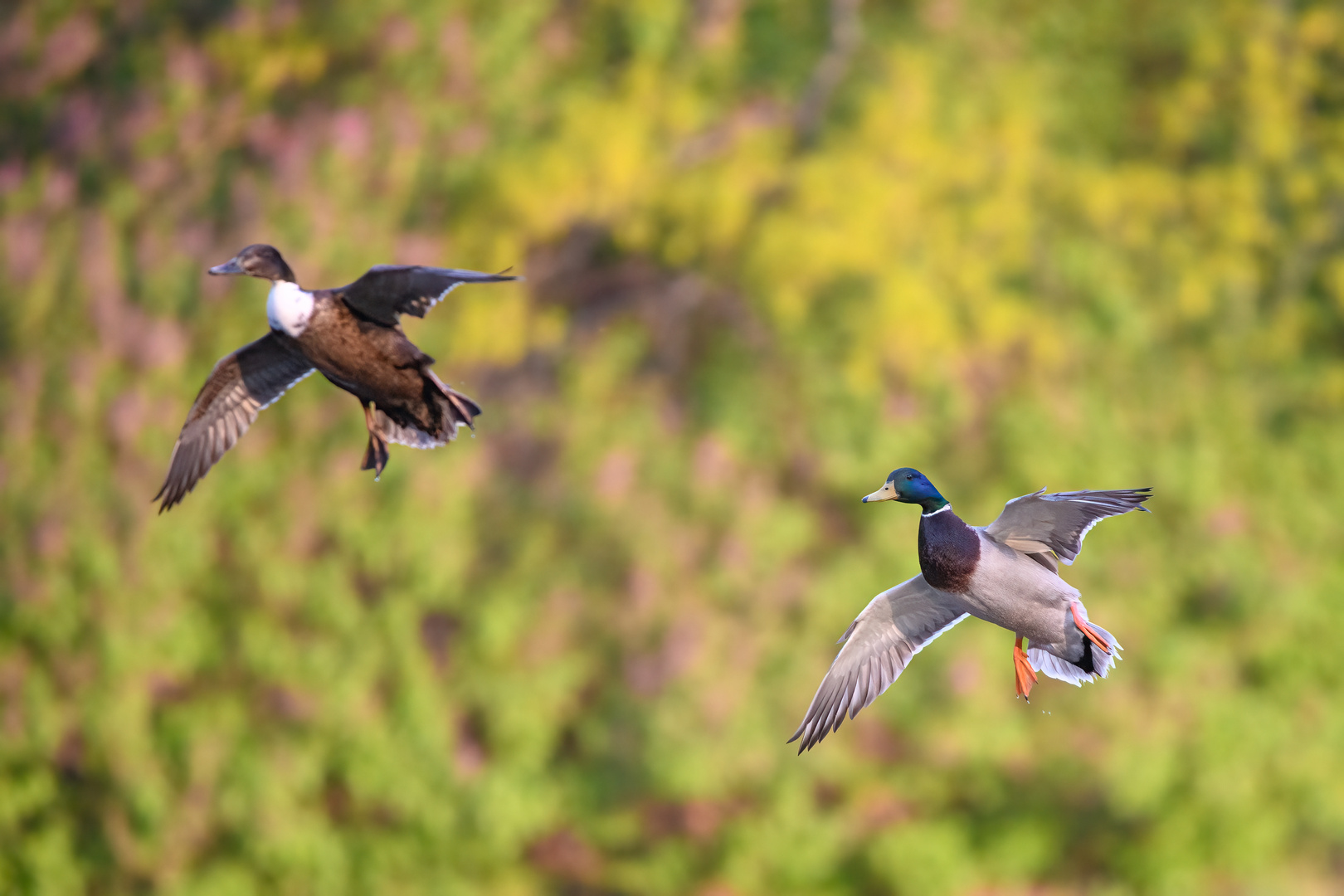 Stockenten im Flug