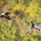 Stockenten im Flug