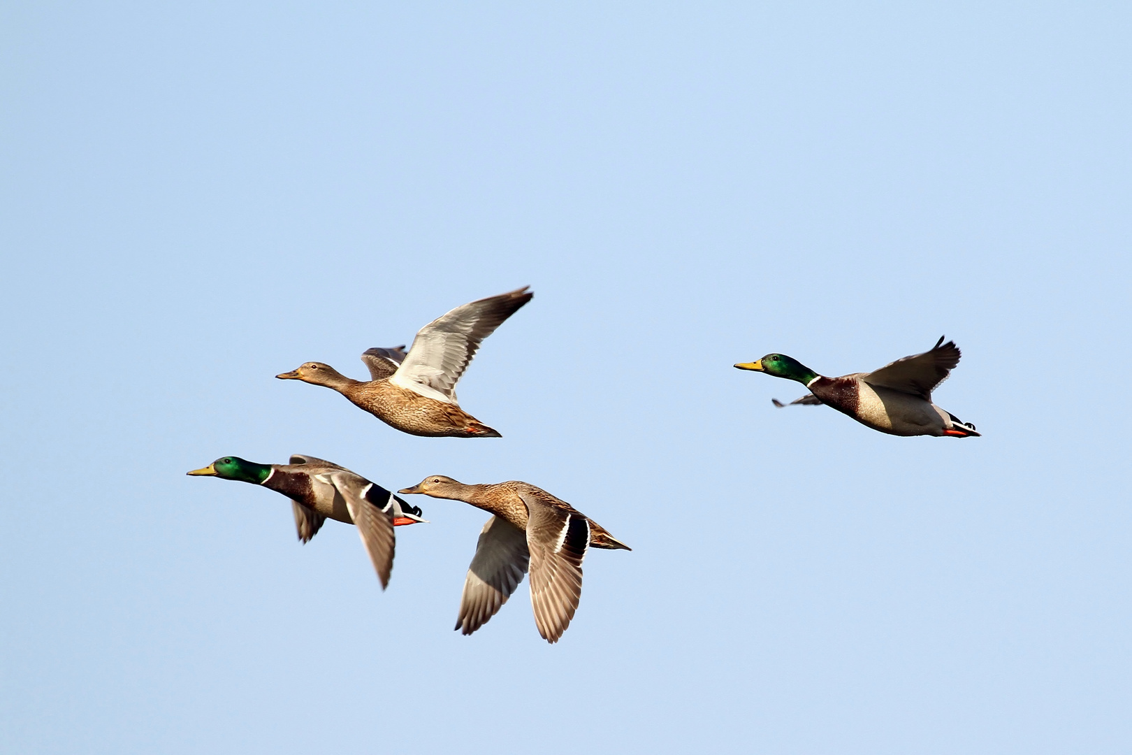 Stockenten im Flug