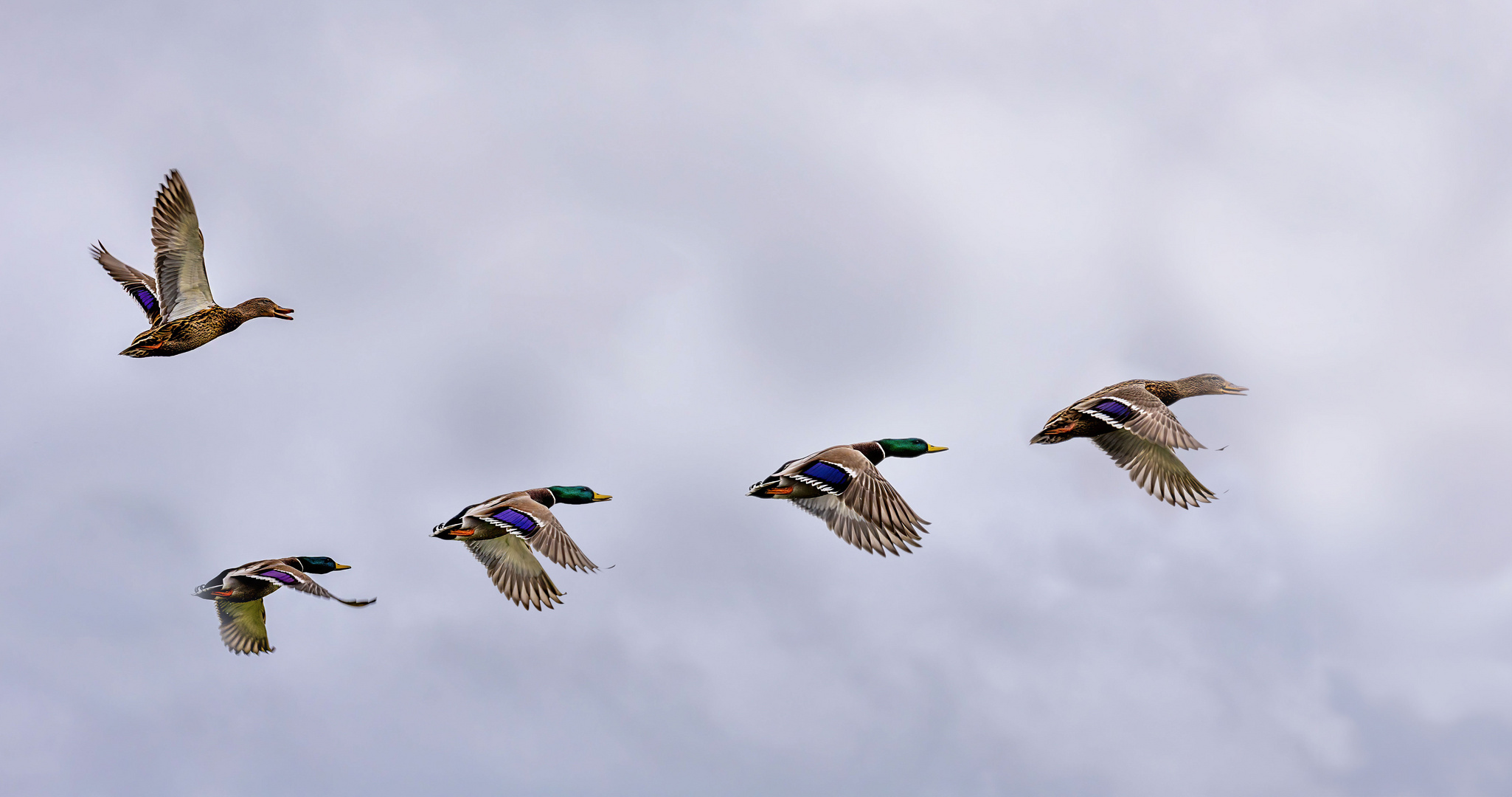 Stockenten im Flug am Dümmer See