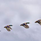 Stockenten im Flug am Dümmer See