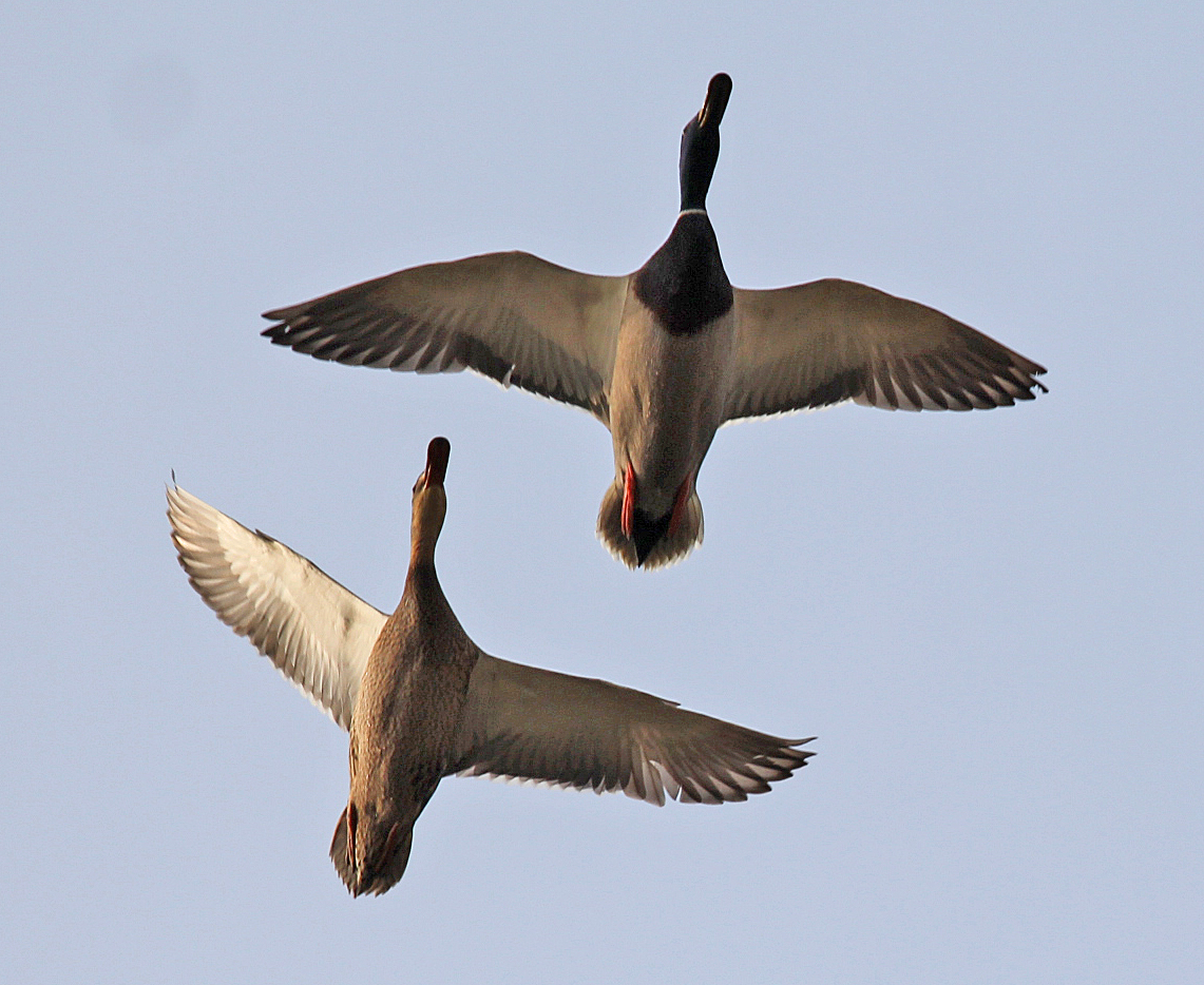 Stockenten im Formationsflug