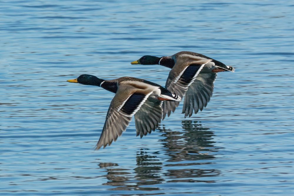 Stockenten im Formationsflug