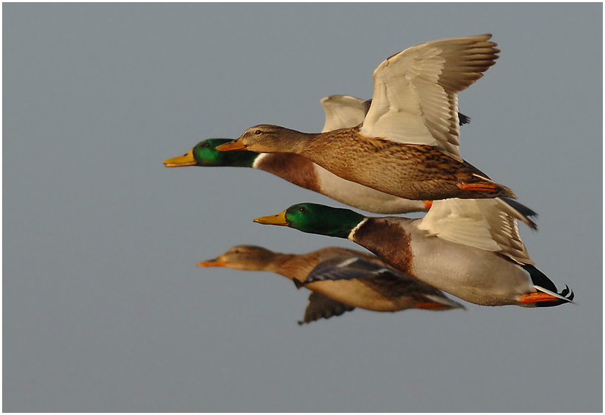 Stockenten im Formationsflug