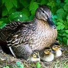 Stockenten im Garten